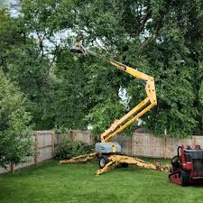 Edgewater, FL Tree Removal and Landscaping Services Company